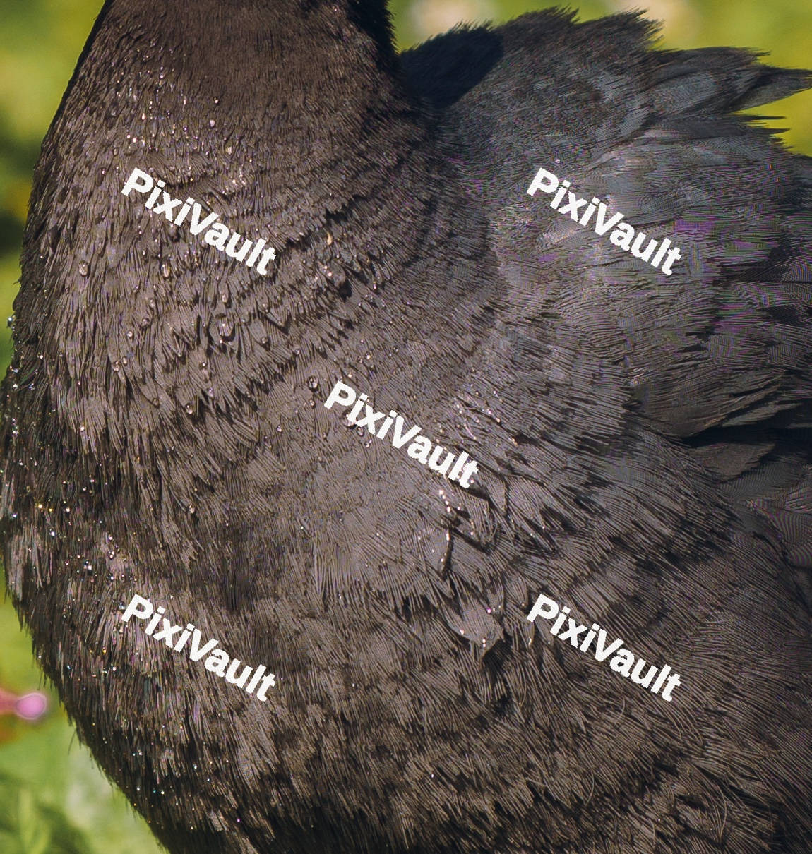 A Close Up Of A Eurasian Coot
